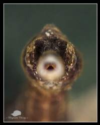 My favorite UW subject, the common pipefish. Hard to take... by Benjamin Choong 